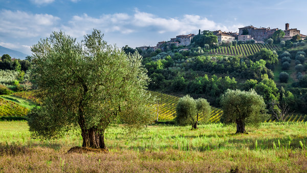 Landschaftsbild mit Olivenbäumen auf Weinfeldern
