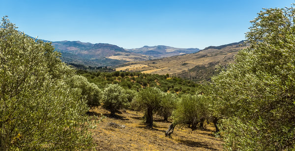 Landschaftsbild mit Olivenbäumen und Feldern